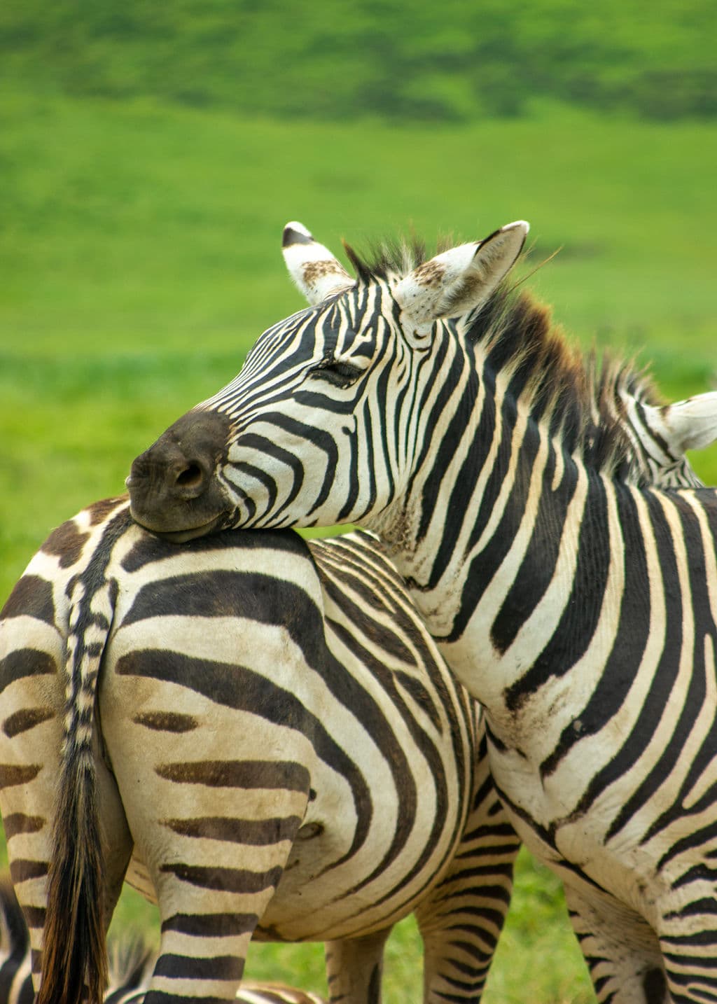 Safari Special for Couple