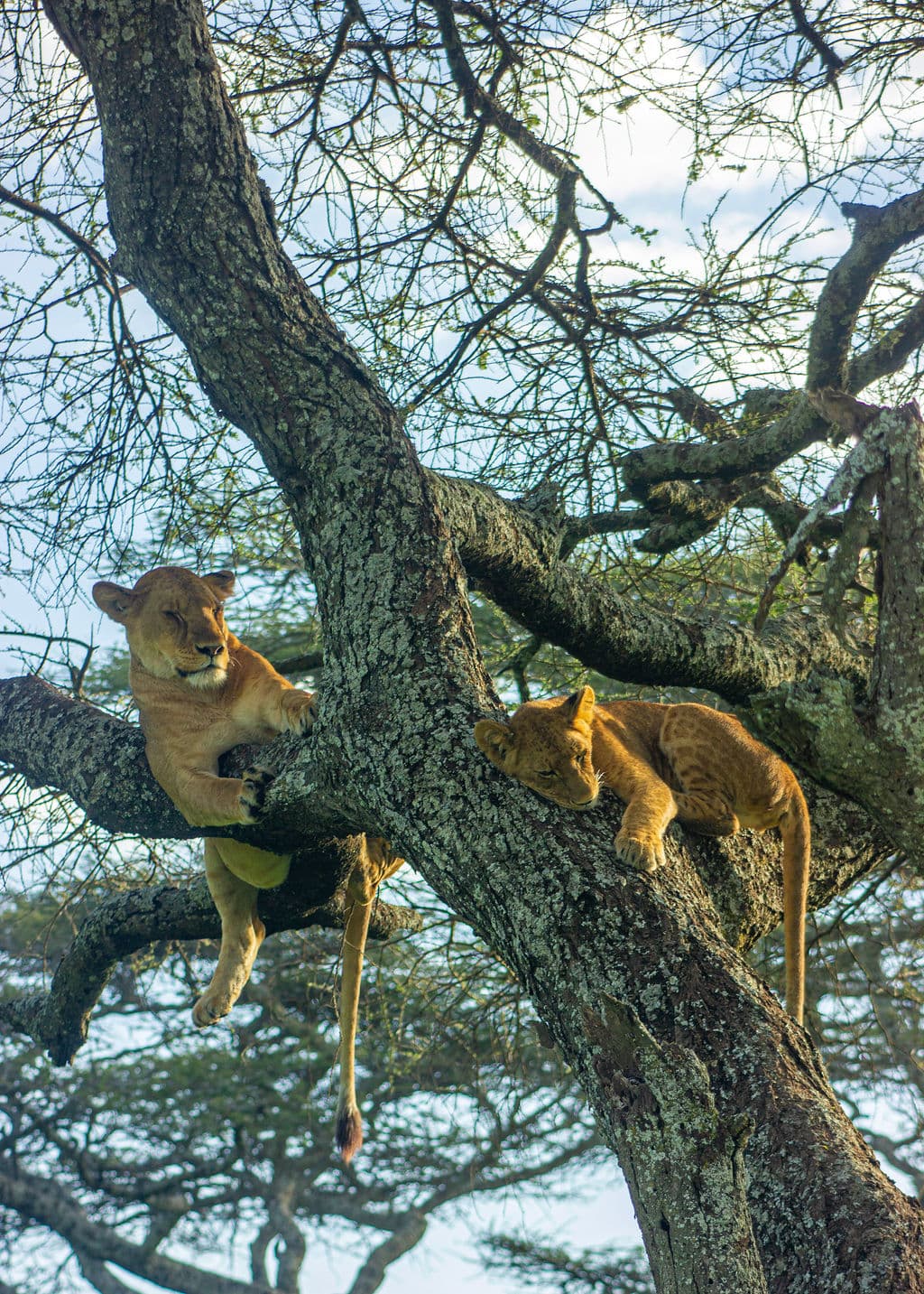Tanzania Classic Safari Honeymoon
