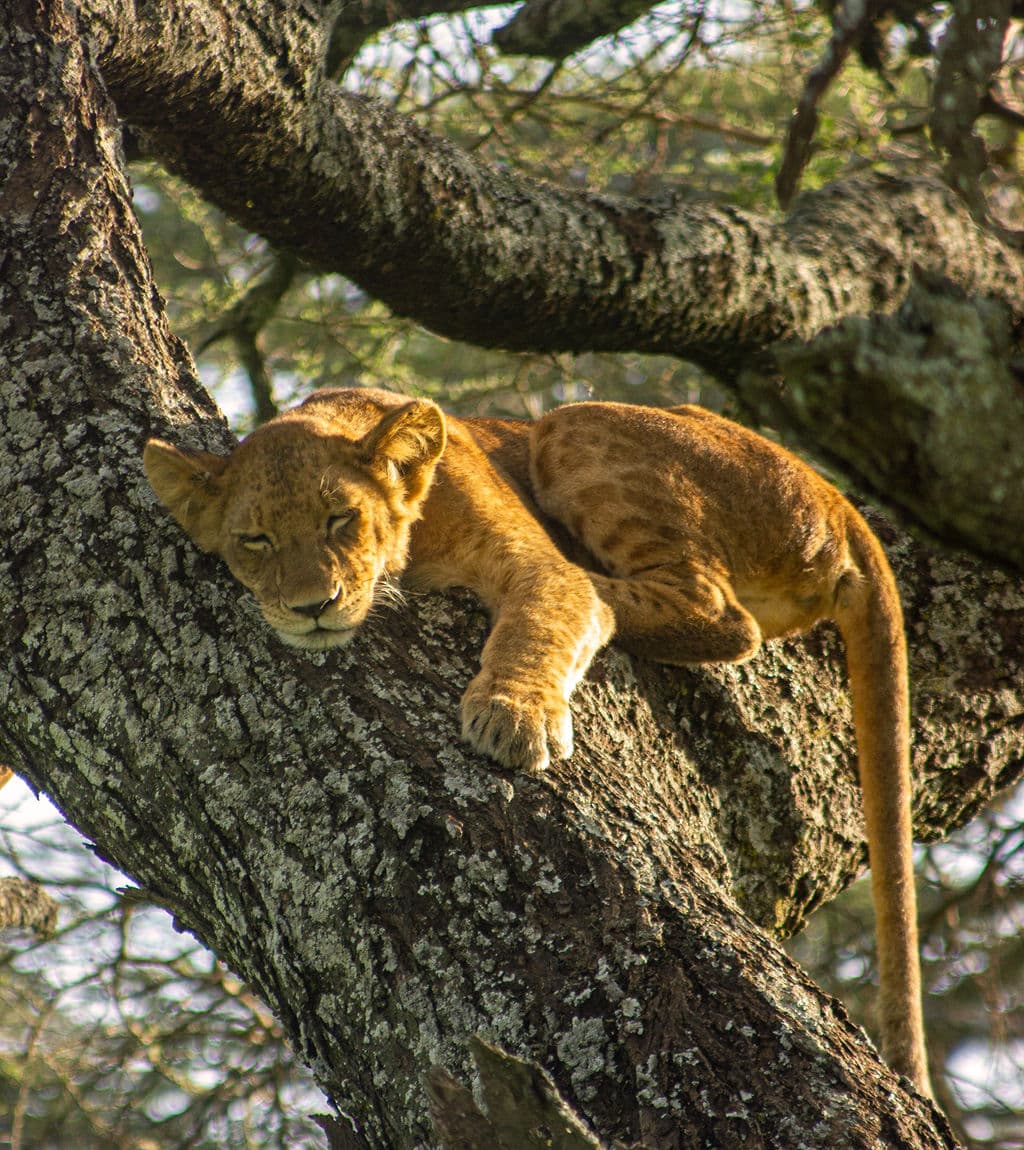 Family Migration Safari