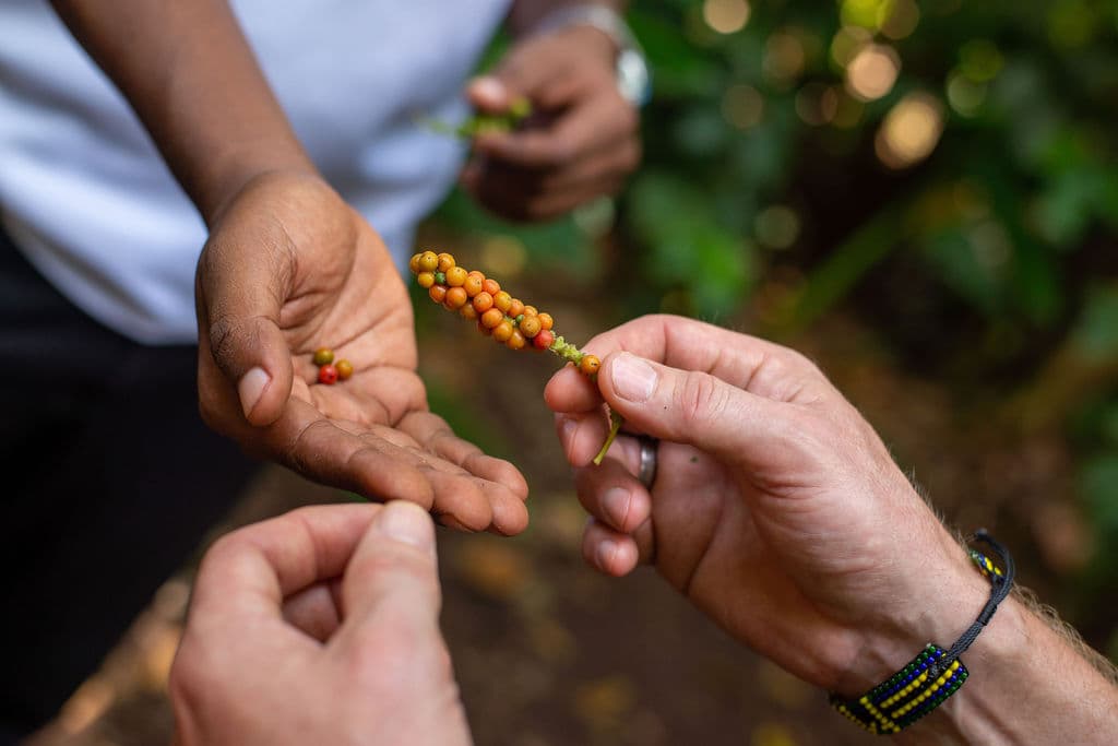 Comfort Safari to Arusha, Manyara, Tarangire & Ngorongoro