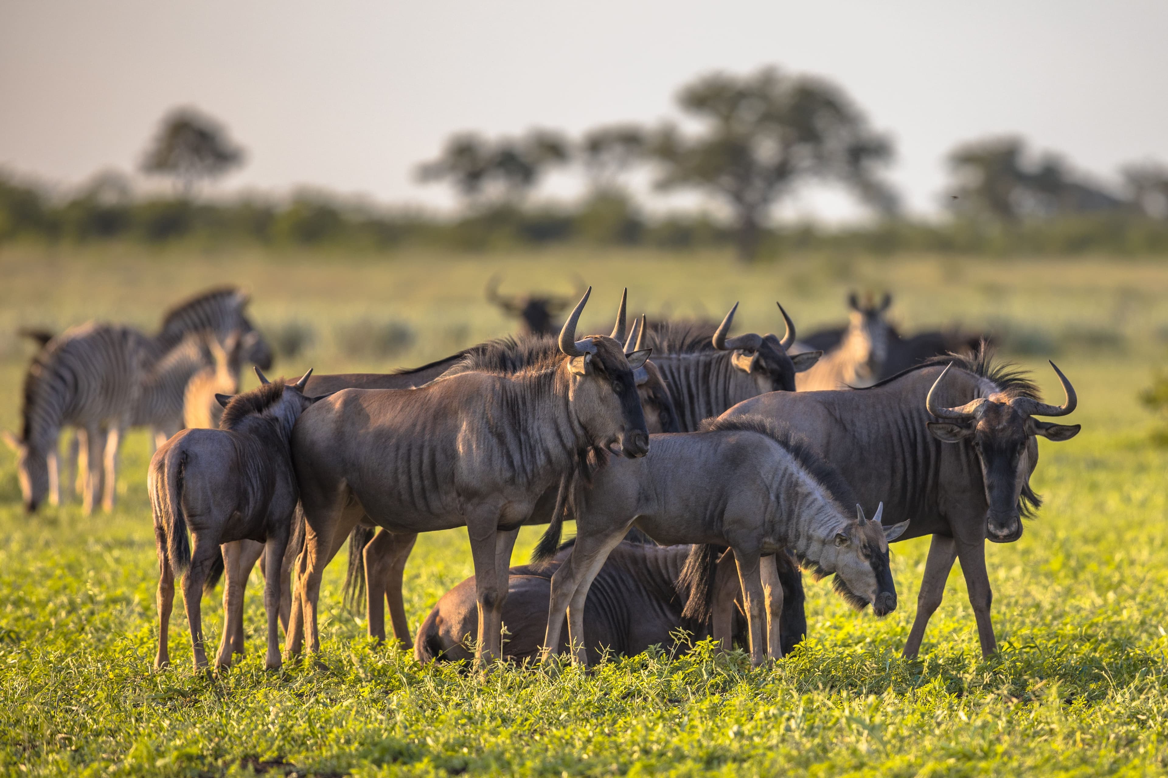 Budget-Friendly Tour in Tarangire, Ngorongoro & Serengeti