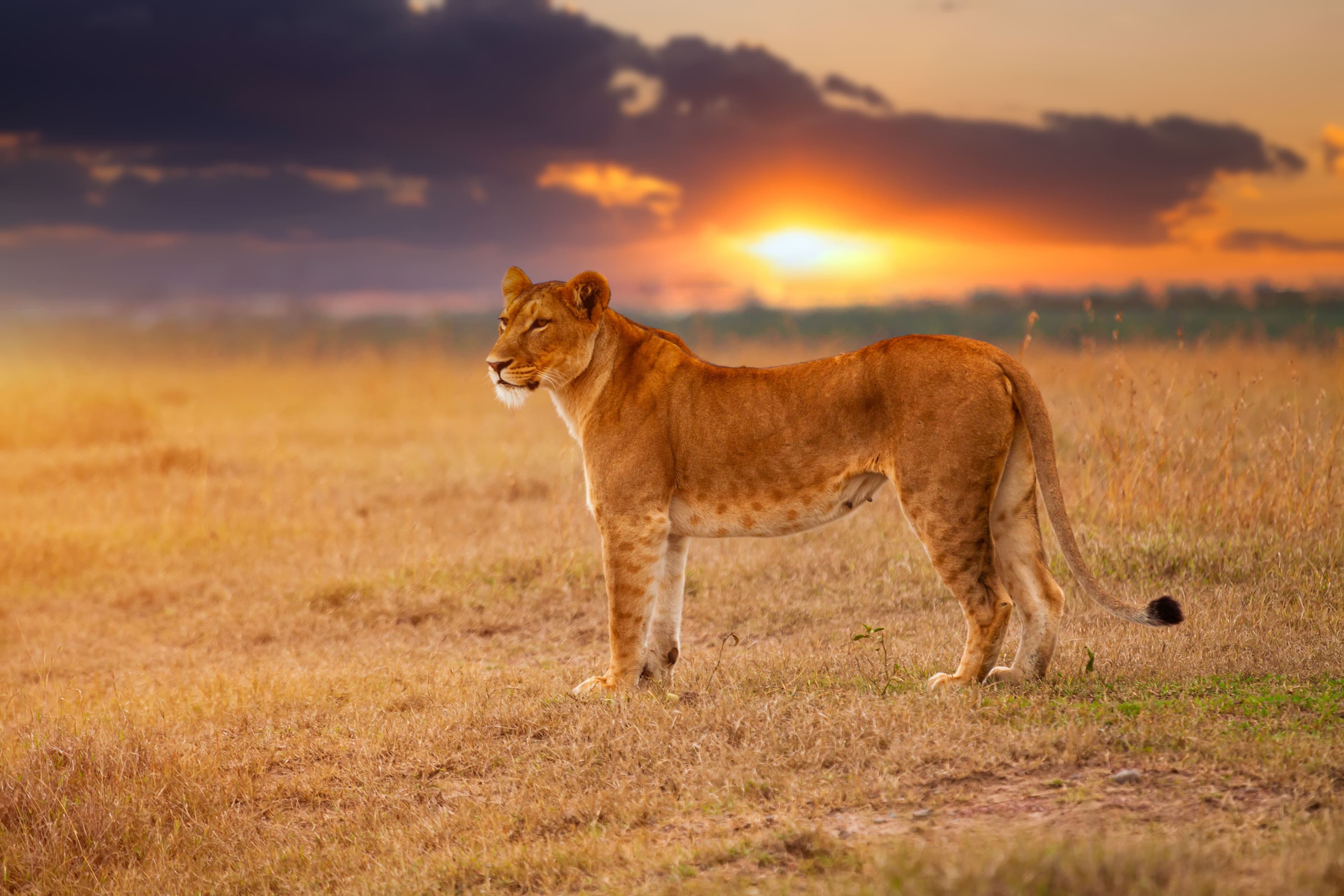 Big Cats & Serengeti Balloon Safari