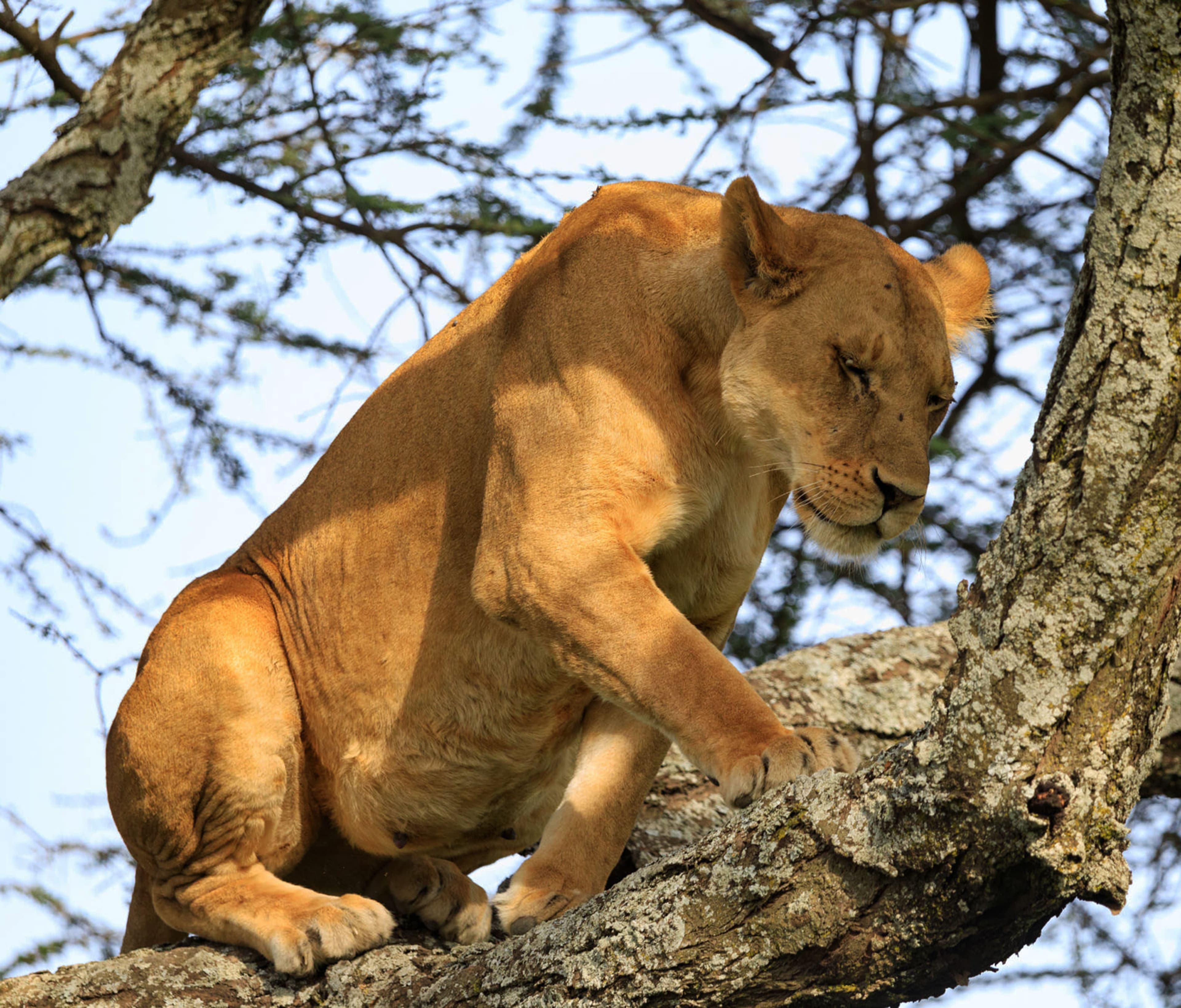 Tarangire, Ngorongoro & Calving Season in Ndutu