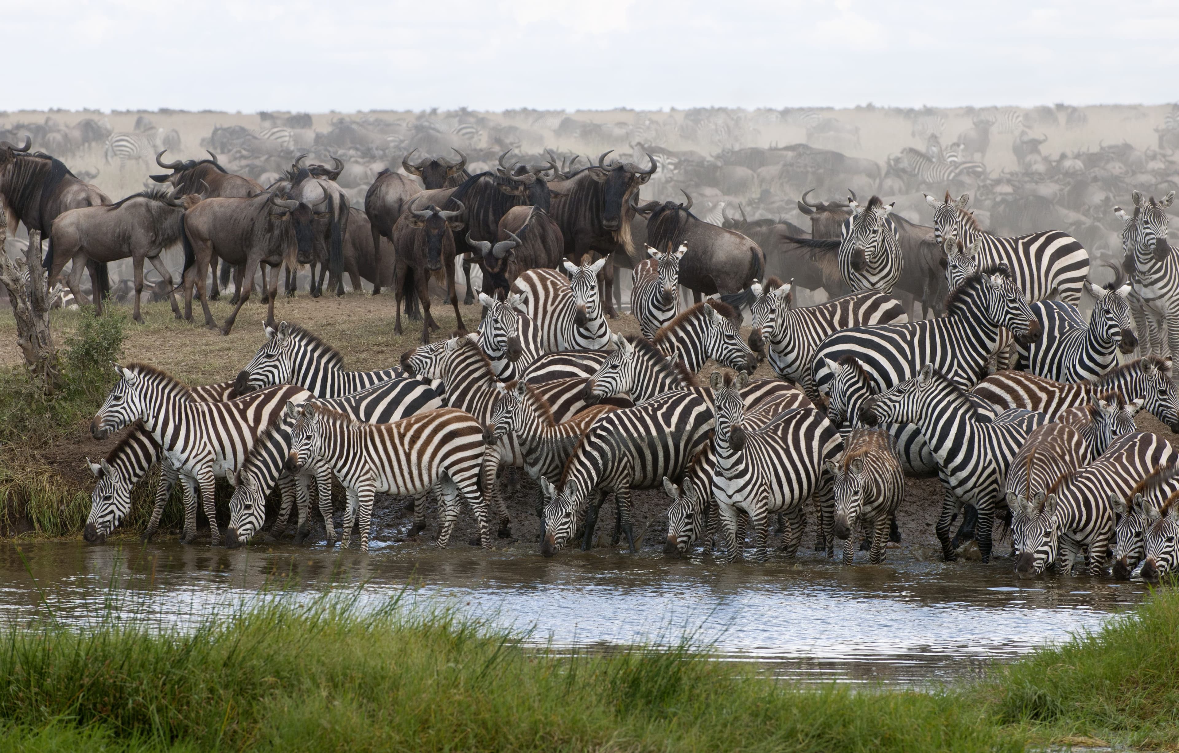 Fly-in, Fly-out Safari from Zanzibar to Serengeti & Ngorongoro